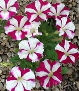 PETUNIA MILLIFLORA PICOBELA ROSE STAR  Petunia de gradina. Flori de gradina anuale in ghiveci de 9 cm.