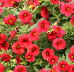 Plante de balcon petunii curgatoare mini rosii`Million Bells`