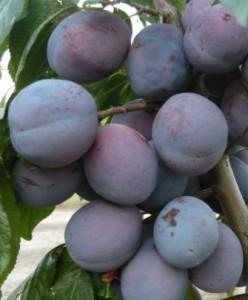 Pomi fructiferi Pruni soiul President Puieti fructiferi altoiti.