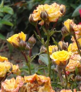 Trandafiri de gradina pitici, la ghiveci Pepito galben