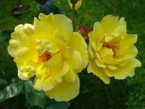 Trandafiri de gradina Polyantha parfumati cu radacina Friesia