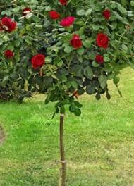 Trandafiri rosii altoiti pe trunchi h=065 cm , la ghiveci 2L