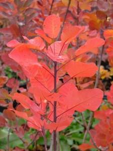 Arbusti cu frunze rosii toamna ` COTINUS COGGYRIA `Golden Sprit` la  ghiveci 3-4 litri, h=40-60cm.