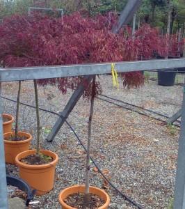 Artar japonez  ACER PALMATUM `DISSECTUM GARNET' DIAM. 80-100 CM