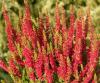 Flori perene calluna vulgaris mix ghivece 12 cm,
