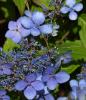 Hortensia/ HYDRANGEA SERRATA BLUE BIRD h = 50 -60cm