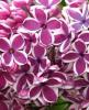 Liliac violet-visiniu, parfumat cu flori simple syringa vulgaris