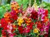 Flori de gradina anuale anthirrinium majus/gura leului flori in