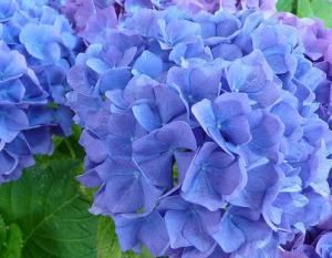 Flori perene Hortensia / `HYDRANGEA MACROPHYLLA BLUE` diam 30  cm , ghiveci 3 litri