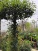 Planta parfumata cataratoare Rhyncospermum jasminoides (jasminum) TIP UMBRELA  200 cm/ 250  cm