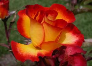 Trandafir de gradina Polyantha cu radacini Alinka cu radacina in ghiveci de 3.5 litri