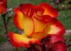 Trandafir de gradina polyantha cu radacini alinka cu radacina in
