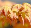 Artar japonez acer palmatum katsura, h=60-80 cm,