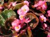 Flori de gradina anuale Begonia semperflorens /Ghetisoara. Flori in ghivece de 9 cm