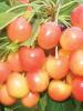 Pomi fructiferi cires soiul vega puieti fructiferi altoiti, ghiveci