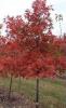 Quercus rubra / stejarul rosu 10/12 cm circumferinta  trunchi (50