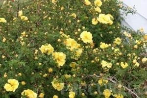 Trandafiri pitici de gradina ,plante in ghiveci de 2  litri (galbeni)