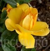 Trandafiri pitici de gradina soiul Limesgold  in ghiveci de 14 cm