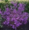 Arbusti de gradina cu boabe violet