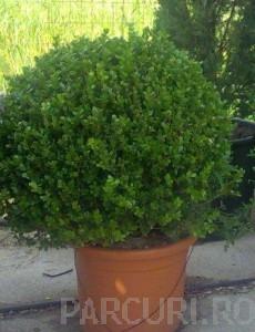 Arbusti forme tunse  BILA  / BUXUS MICROPHYLA` FAULKNER  ghiveci 18 litri, diam=40cm