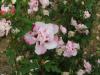 Arbusti pentru garduri vii hybiscus syriacus cu flori duble,