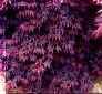 Artar japonez acer palmatum bloodgoodghiveci 7 litri,