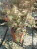 Artar japonez acer palmatum 'taylor', ramificat,