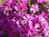 Flori de gradina perene phlox subulata janusz