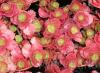 Flori de gradina perene sedum hybridum munstead