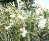 Plante de balcon nerium oleander gialo semplice 125/150