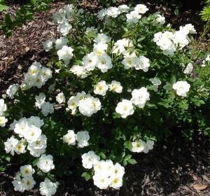 Trandafiri pitici de gradina  Sea foam  (alb), in ghiveci de 2 litri