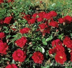 Trandafiri pitici de gradina ,plante in ghiveci de 2  litri (rosii)