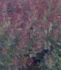 Arbusti cu frunze rosii cotinus coggyria rubrifolis la