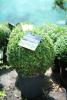 Arbusti forme tunse bila / buxus microphyla ghiveci 12 litri, diam