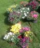 Flori de gradina perene chrysanthemum /crizantema culori