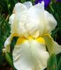 Flori perene de gradina iris germanica christmas