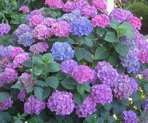 Flori perene Hortensia / `HYDRANGEA MACROPHYLLA BLUE` h=40-50 cm , ghiveci 10 litri