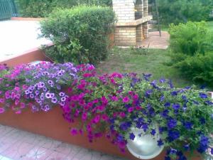 Plante de balcon petunii curgatoare cu flori mari  diverse nuante  Petunia hybrida pendula