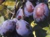 Pomi fructiferi pruni soiul tuleu gras in ghiveci.
