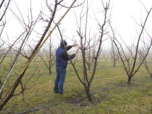 Taiere de intretinere si fructificare la pomi fructiferi medii (inaltime 2-3 metri)
