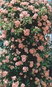 Trandafiri agatatori de gradina urcatori cu radacina Balett