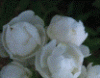 Trandafiri pitici de gradina M. Morsdag, planta formata cu radacina in ghiveci de 3.5 litri