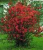 Arbusti cu flori CHAENOMELES /Gutui japonez h=50cm ghiveci 3-4 litri pt garduri vii
