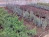 Arbusti rasinosi  juniperus chinensis `old gold ghiveci de 3-4 litri,