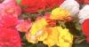 Flori de balcon begonia tuberhybrida swift mix ghiv