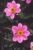 Flori de gradina anuale dalia x hybrida/ dalia. flori la ghiveci de 9