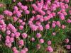 Flori de gradina perene armeria maritima spendens, culoare roz ghiv de