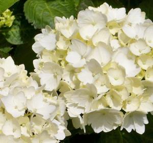 Flori perene Hortensia / ` HYDRANGEA MACROPHYLLA WHITE`  h=40-50 cm , ghiveci 10 litri