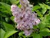 Liliac mov parfumat cu flori simple syringa vulgaris ghiveci 5-7 litri