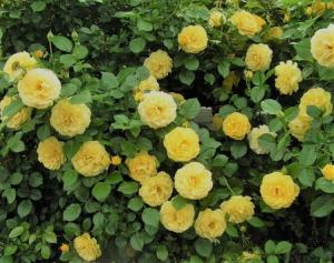 Trandafiri pitici de gradina  Fairy Gold   (galben), in ghiveci de 1 litru